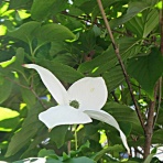秋田野の花　道の花