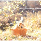 ★年初めのロウバイを見に♪★