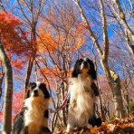 ひろいびと 清掃登山犬達と三重県の山ゴミ拾い清掃活動記録