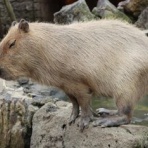 Ｍｏｏｎ　月に想いを・・