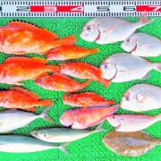 2026年7月21日　釣果