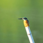 カメラ大好きおやじの野鳥と自然風景フォトアルバム