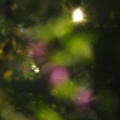 夕日の光景と初見のフタスジサナエ
