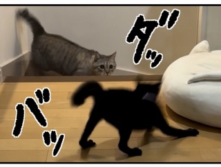 猫の名はポル㉓