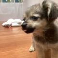 ワンラブミナーラ奈良店🐶✨