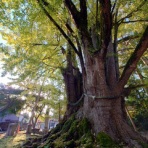 氷見 朝日山上日寺 山主日記