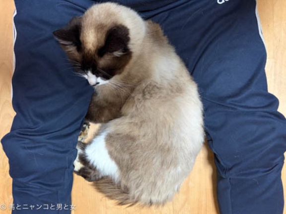 ピトッ