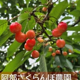 『さくらんぼ狩りが楽しめます！』の画像