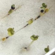 ダイソーで買った50円の種と330円のお人形