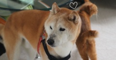 可愛いおじいちゃん