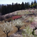 近所の花桃の丘2026（１）ペンタックスK-1Ⅱ撮影編