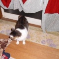 猫に小判を与えたら。 埋蔵金：千九百拾参両　マジぃかぁ・・・からのマジぃかぁっ！