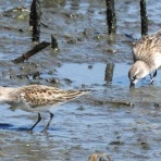 Tokyo_wildbirdpark_blog