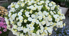 ＊草花を秋にもう一度きれいに咲かせるために今やる事