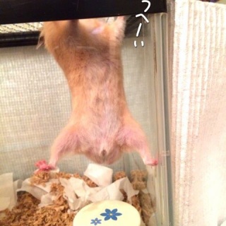 ビリーとボーロの物語