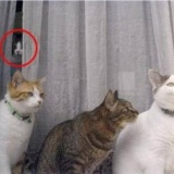 意味がわかると怖い話 ～解説リンク付き～ 『楽しめない遊園地』他