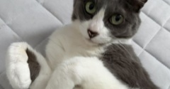 「かわいいポーズをしてくれる？」と猫に聞いてみたら・・・
