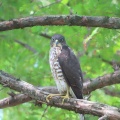 野鳥雀鷹（ツミ）の幼鳥を撮る20🦅📸（太田市）