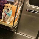 NYは、史上最高の犬の楽園である!!!