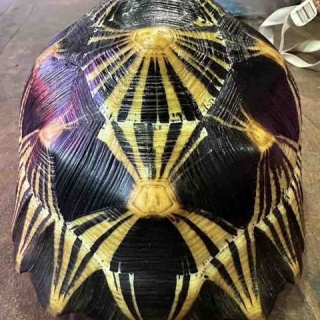 大型熱帯魚屋  ZEEBRA