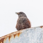 『投稿：BORG45EDIIによる野鳥＆BORG情報　2020/07/30』の画像