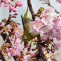 河津桜にメジロ