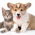 ペット残して逝けない　「後を託す」サービスも増加　　犬猫を引き取り終生世話をする施設は44施設