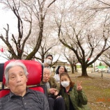 『「めじろ・ほおじろ」お花見！』の画像