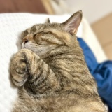 ねこ写真と告知日記