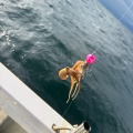 イイダコ釣りの想い出