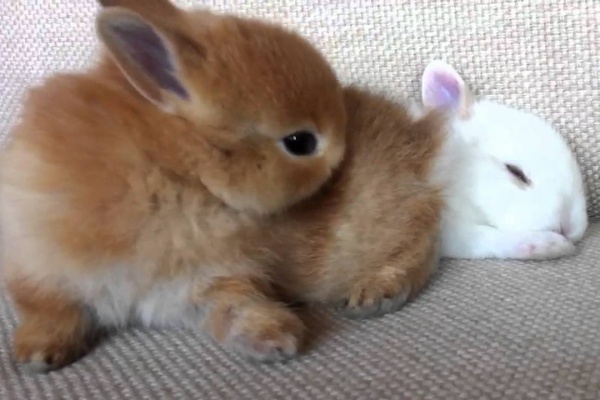 ぺっと速報 うさぎ