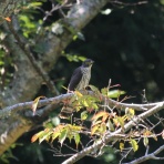 治水緑地の野鳥日記