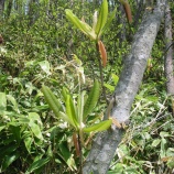 『濁川のブナ、ホオノキ』の画像