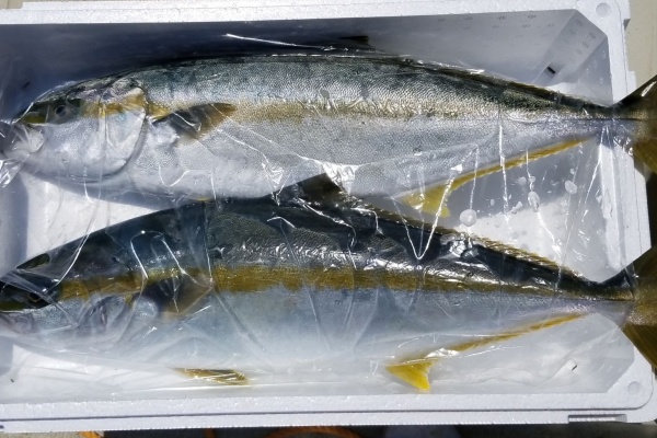 意外と知らない 焼き魚のキレイな食べ方と正しい和食のマナー ニクイねぇ Press