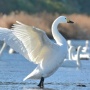 【悲報】アメリカのZ世代さん、カモと白鳥を間違えて○○してしまい逮捕