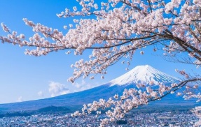 日本、気候がバグりすぎて秋なのに桜が咲いてしまうｗｗｗｗｗｗ