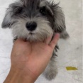 今日のレスキュー犬達、猫達もいます。