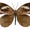 アンコンアシナガシジミ♀ (西・半島部タイ) Miletus ancon ancon