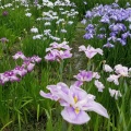 亀山公園の菖蒲まつり　満足度100%