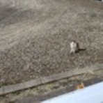 徒然なるしいら