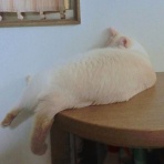  みみ・ひげ・しっぽ