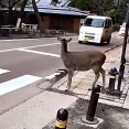 【動画】奈良の鹿さん。おんj民より賢い可能性が急浮上←