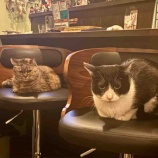 『Muddy Cat 定期便 12/22〜12/27』の画像