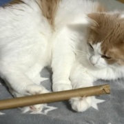 猫とは思えない遊び方をする大きな猫