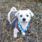 大きいマルチーズ☆ニノさん。