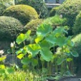 酷暑