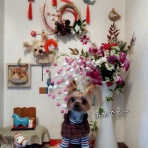 どらどらどら＋ぎん