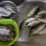 富士見市鶴瀬　腰痛　肩こり　ひざ痛　花谷接骨院の院長日記　Part Ⅱ