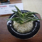 万年青　神奈川県支部の有志