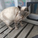 黄斑変性、ゆがみが小さく？　と　　ひつまぶし